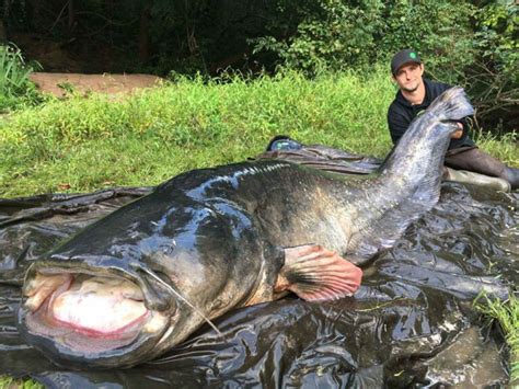 Silure Record Du Monde L Norme Top De Gros Sp Cimens