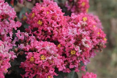 Crepe Myrtle Lagerstroemia Indica Coral Magic In The Crepe Myrtles