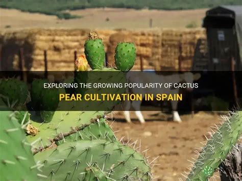 Exploring The Growing Popularity Of Cactus Pear Cultivation In Spain