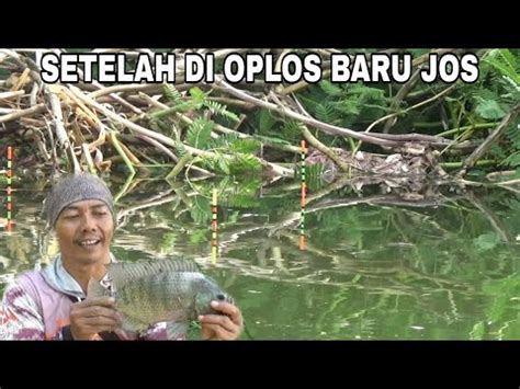 Campuran Lumut Alami Essen Jitu Untuk Mancing Nila Liar Youtube