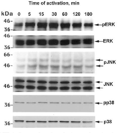 Figure 1 From Signaling Through P2x7 Receptor In Human T Cells Involves