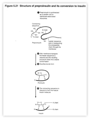 Biotechnology applications Flashcards | Quizlet 