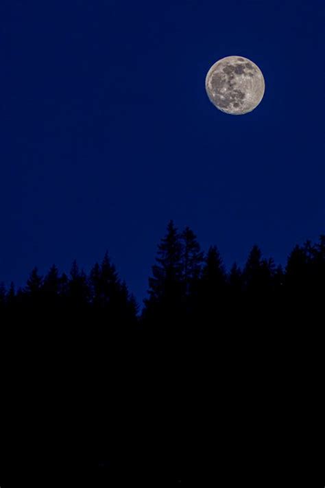 Silhouette of Trees Under a Full Moon · Free Stock Photo