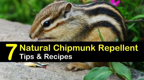 7 Smart & Safe Chipmunk Repellents