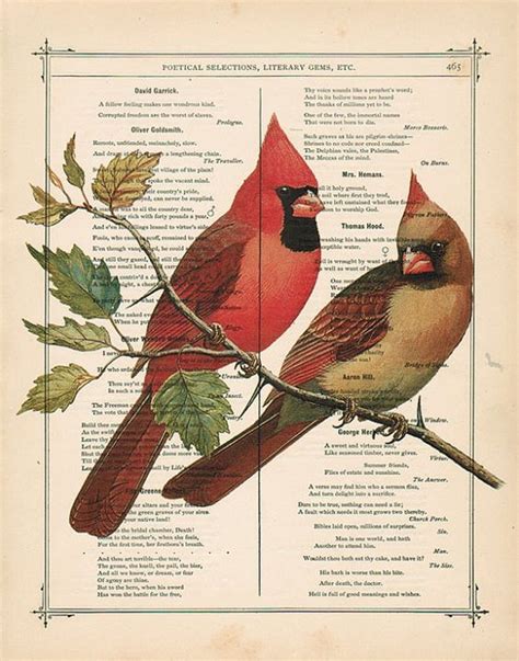 Pin By Karen Scarpone On Cardinals Vintage Art Prints Bird Prints Art