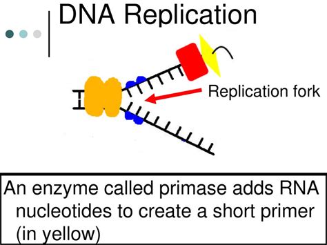 Dna Structure And Replication Ppt Download