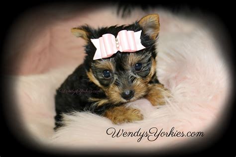 Female Teacup Yorkie Puppies For Sale In Tx Wendys Yorkies