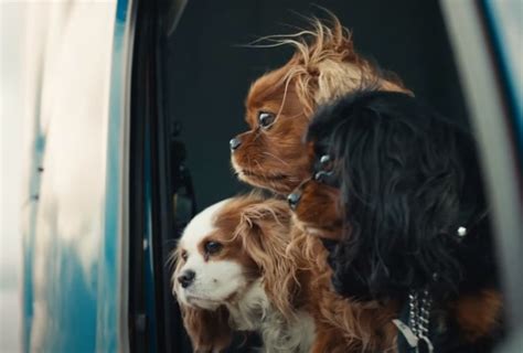 Volvo Trucks Happy Drivers, Happy Dogs Commercial Song