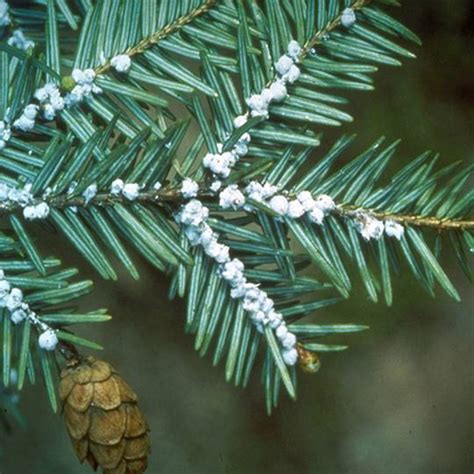 Hemlock Woolly Adelgids – Signs, Symptoms, and Treatment