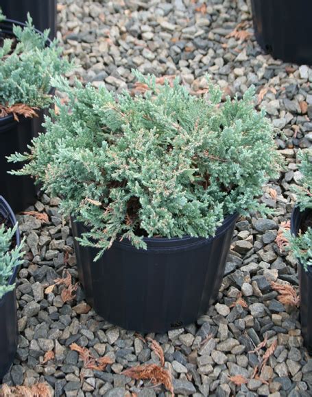 Juniperus Horizontalis ‘blue Chip Moon Nurseries