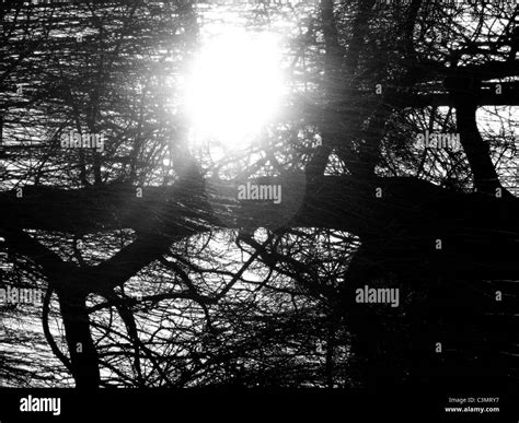 sunlight  tree stock photo alamy