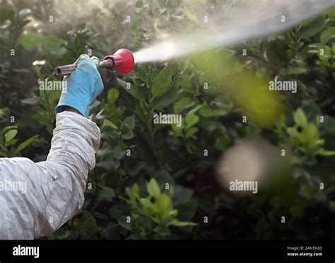 Fumigación De Insecticidas De Malezas La Agricultura Ecológica Orgánica Aplicar Los