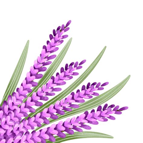 Lavender Plant Flower Illustration Corner Lavender Plant Flower Png