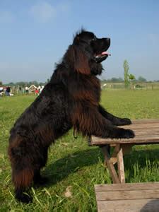 Large Dog Breeds: Pros and Cons of Owning a Large Dog - Dogs and Dog Advice