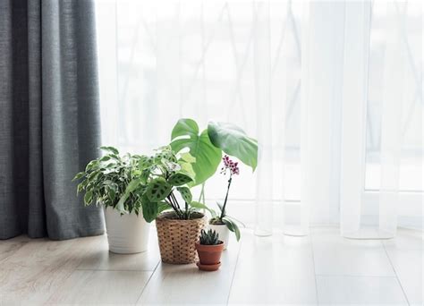 Premium Photo Houseplant At Home