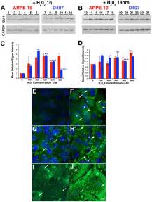 Arpe And D Monolayers Were Treated With Increasing Concentrations