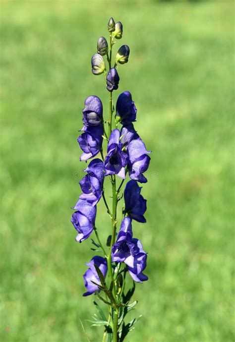 Monkshood Aconitium Napellus Stock Image Image Of Herb Napellus