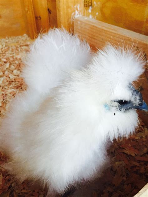 Silkie lost her head feathers | BackYard Chickens - Learn How to Raise ...