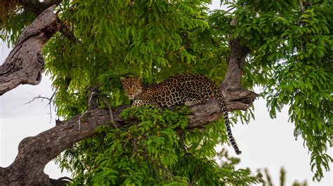 Ruaha National Park Safari | Fees, Lodges & Prices [2024]