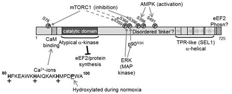 Cancers Free Full Text Eukaryotic Elongation Factor Kinase Eef K