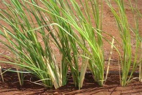 Vetiver Grass What Your Wet Farm Needs The Standard