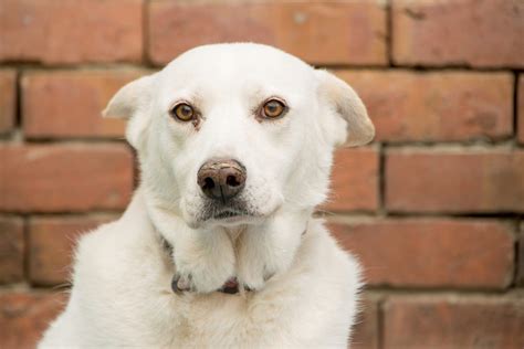 Fundación Adopta No Compres Perros Y Gatos En Adopcion En Bogotá