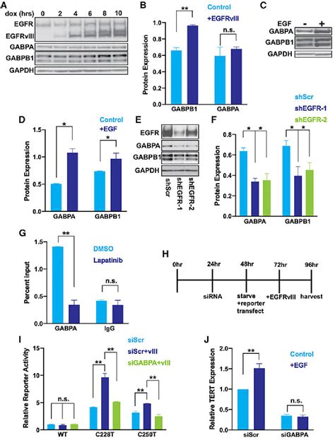 Figure 1 From GABP Couples Oncogene Signaling To Telomere Regulation In