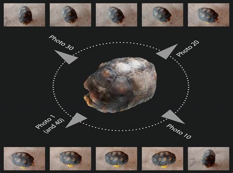 Digitalização 3D impressão 3D reconstruindo casco de jabuti