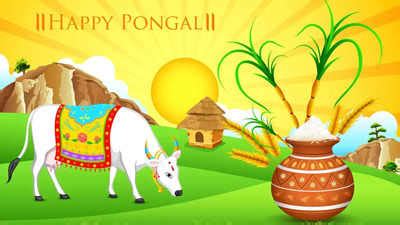 Mattu Pongal 2024: Date, Celebration, Rituals and Significance - Times of India