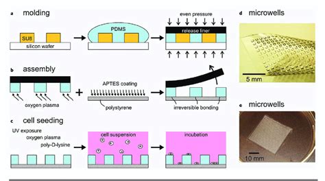 Fabrication Of Well Pdms Microwell Arrays A Photolithography Was