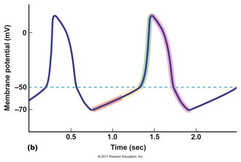 Diagram Of Pacemaker Potential Quizlet