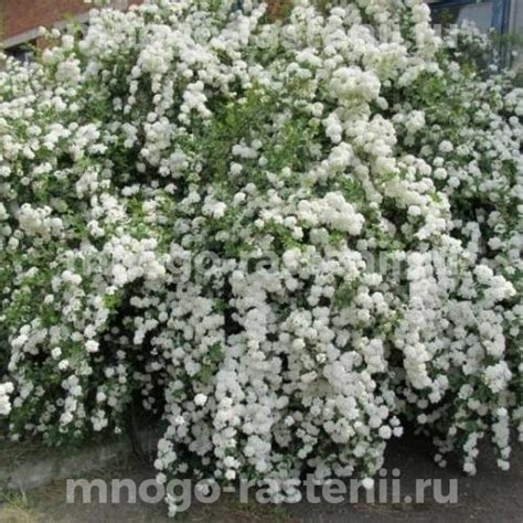 Саженцы Спирея Белая Невеста купить по цене 950 руб. в Москве с ...