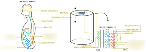 Coupe Sagittale Du Syst Me Du Syst Me Digestif Diagram Quizlet