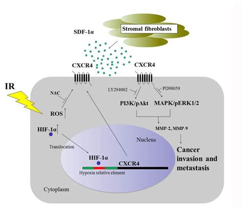 Hypoxia Inducible Factor 1α Hif 1α And Reactive Oxygen Species Ros