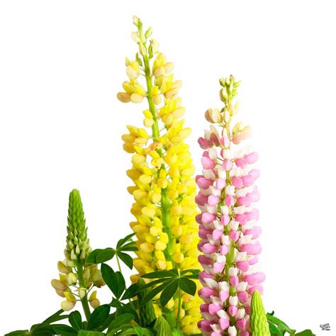 Lupine — Green Acres Nursery & Supply