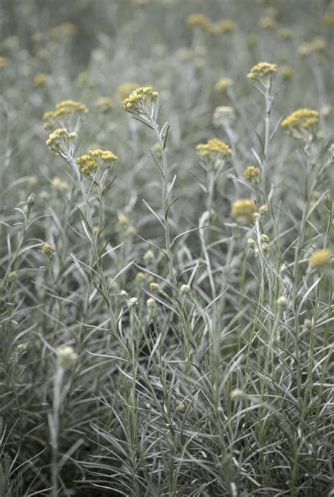 Helichrysum italicum Seeds £2.45 from Chiltern Seeds