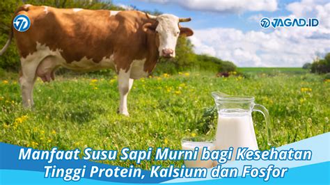 Manfaat Susu Sapi Murni Bagi Kesehatan Kaya Proteinkalsium Jagad Id