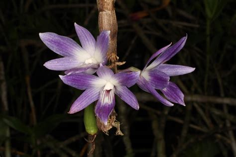 Dendrobium Victoriae Reginae Orchidaceae Image At Phytoimages