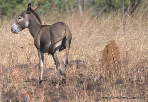 Tofu Photography: Wild donkeys