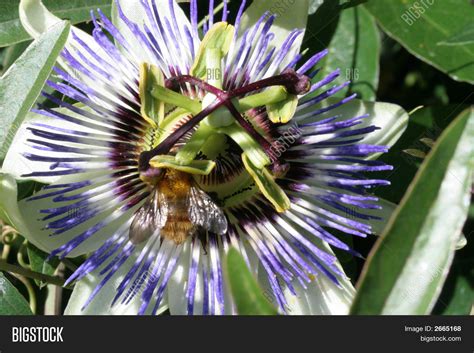 Passion Flower Image & Photo (Free Trial) | Bigstock