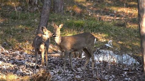 Coccole tra mamma e piccolo di capriolo - YouTube