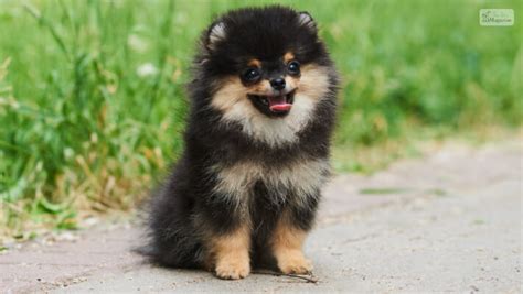 The Ultimate Guide to Caring for a Black Pomeranian