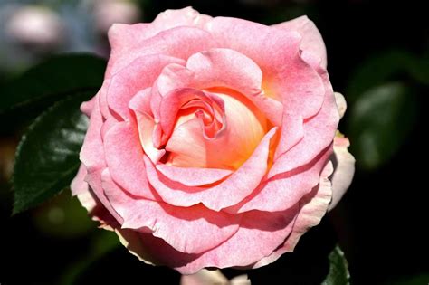 Varieties Of Floribunda Roses For Your Garden | Lawn.com.au