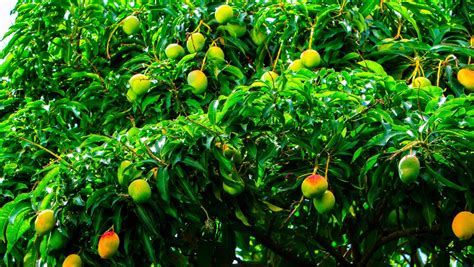 How to Plant Mango Seed - Garden Trowel