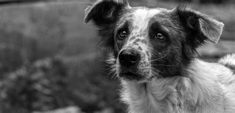 Giornata Mondiale Del Cane In Tutto Il Mondo Almeno 200 Milioni Di