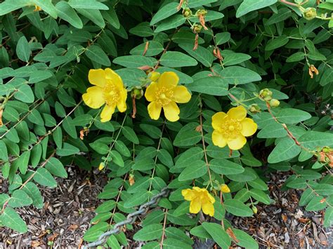 Hypericum Hidcote St Johns Wort Fort Tryon Park Trust