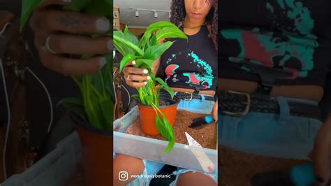 Repot With Me Plants Plantslover Indoorplants Propagate Vibes