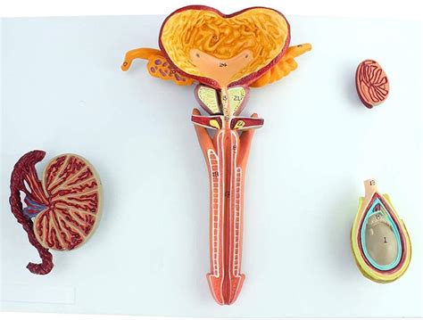 Buy Anatomy Model, Male Reproductive System Model - Human Organ Anatomy Model - Anatomical Adult ...