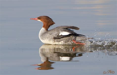 Common Merganser – Feathered Photography