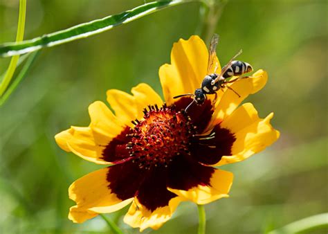 Wasps have terrible PR. They're important pollinators, control a number